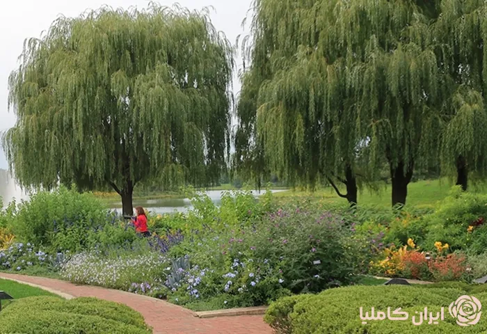 جابجایی درخت بید مجنون